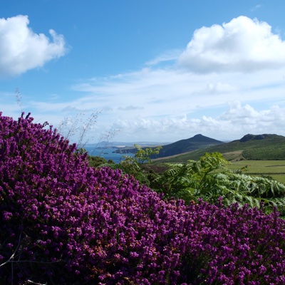 Dunes at Whitesands Camping